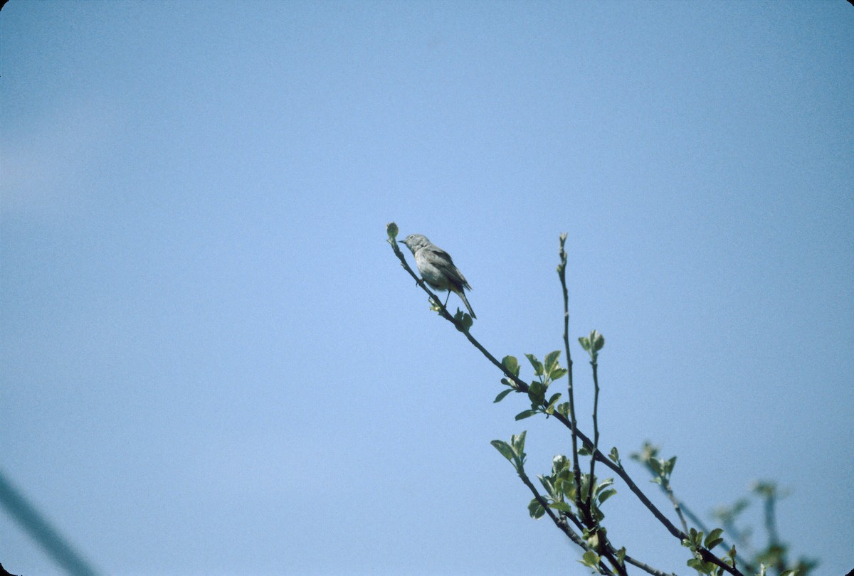 Virjinya Ötleğeni - ML646237750