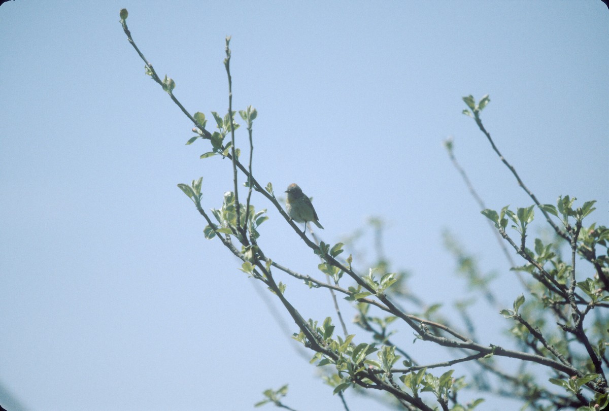 Virjinya Ötleğeni - ML646237751