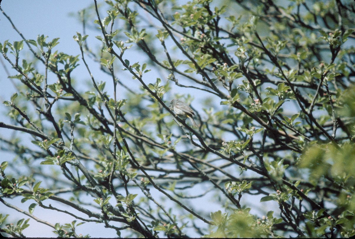 Virjinya Ötleğeni - ML646237752