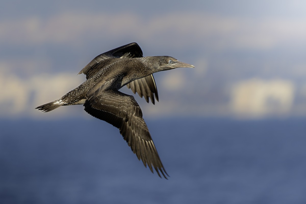 Northern Gannet - ML646237753
