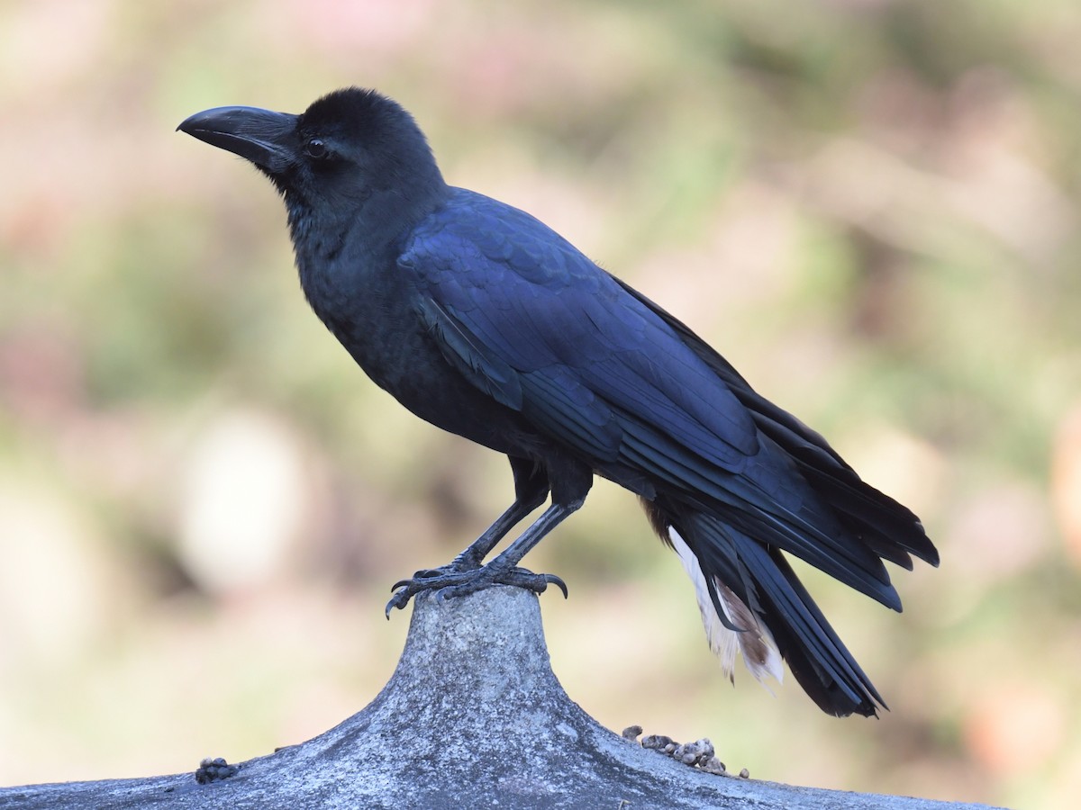 tykknebbkråke - ML646237756