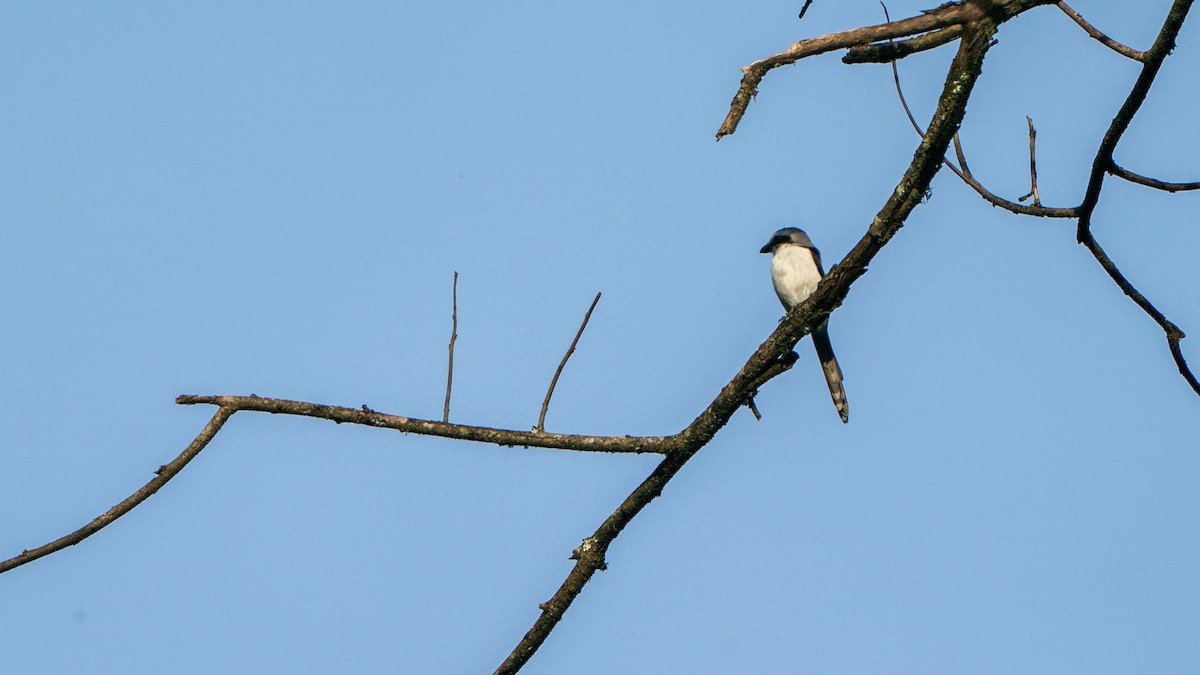 Mackinnon's Shrike - ML646237764