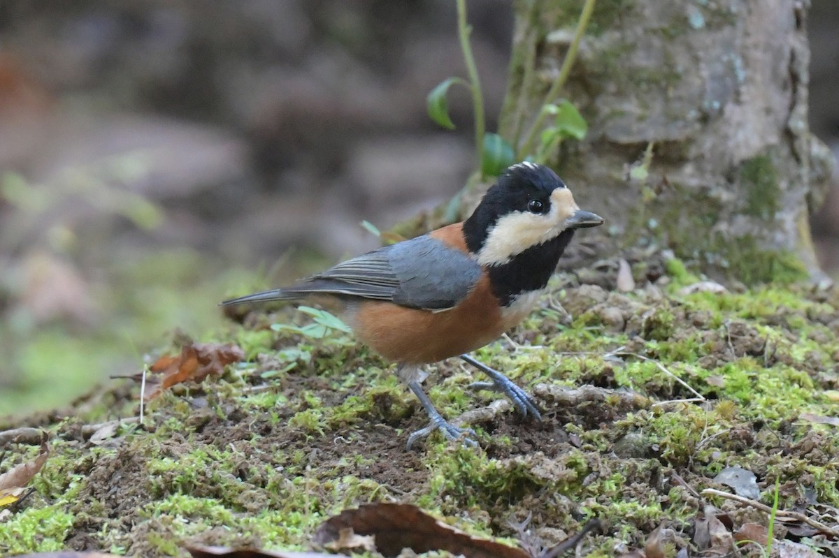 rødmeis - ML646237765