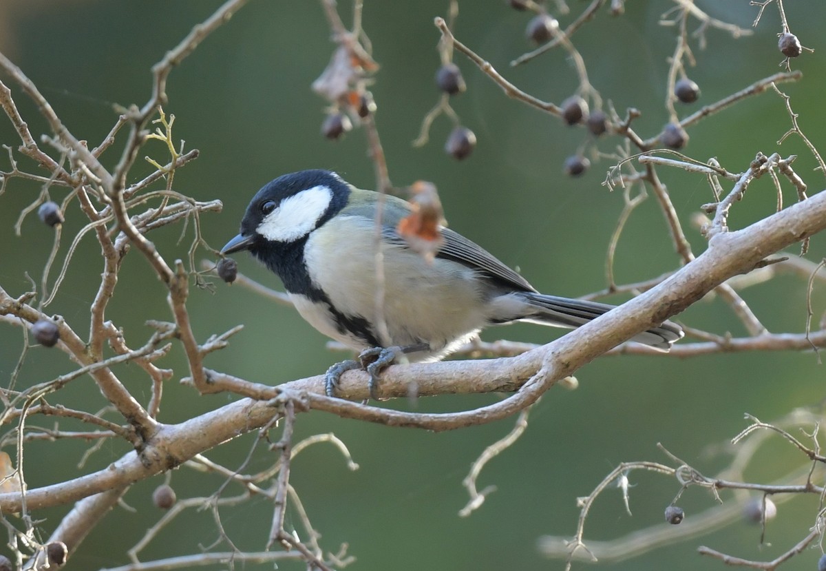 gråkjøttmeis - ML646237770