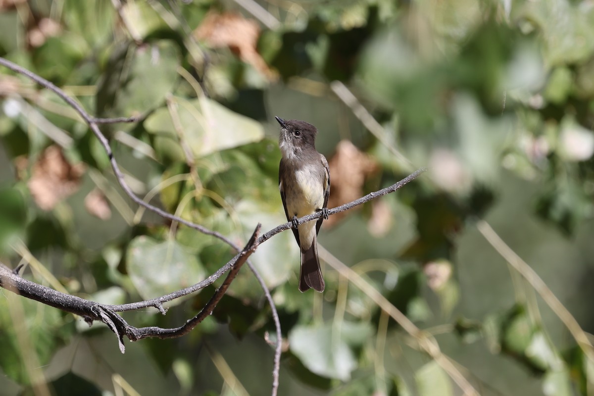 Eastern Phoebe - ML646237771