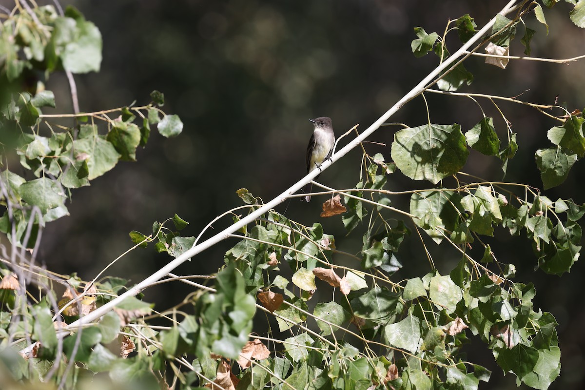 Eastern Phoebe - ML646237772