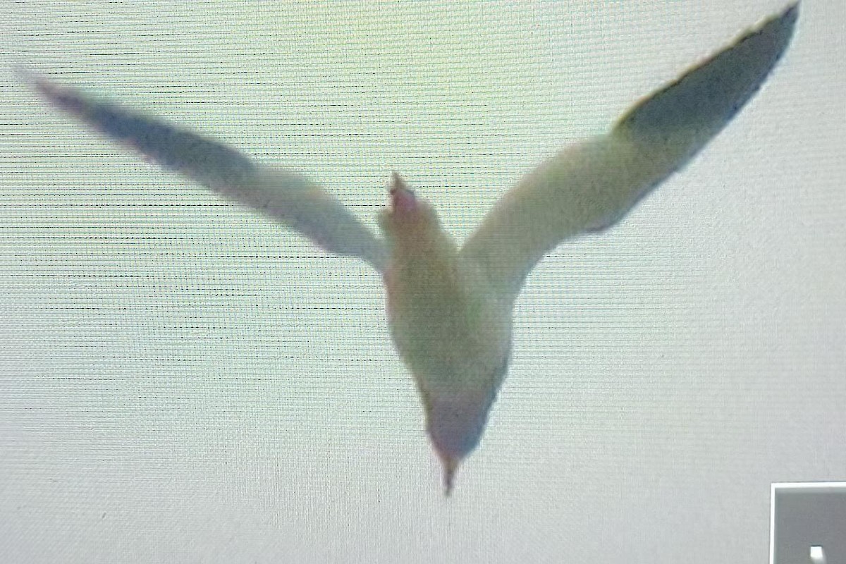 Gray-headed Lapwing - ML646237776