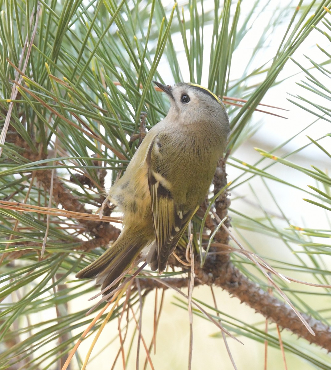 fuglekonge - ML646237778