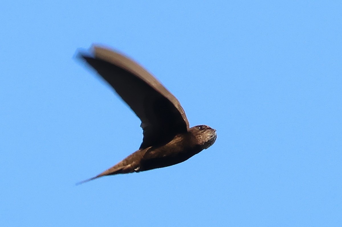 Серпокрилець чорний - ML646237782