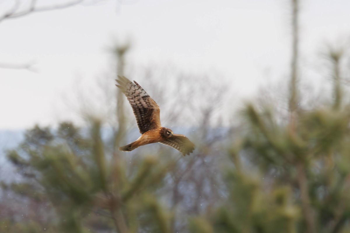 Northern Harrier - ML646237783