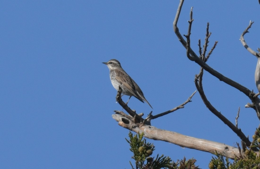 svartflekktrost - ML646237784