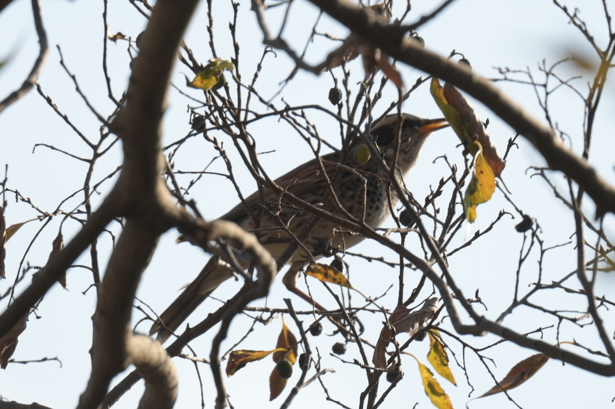 svartflekktrost - ML646237785