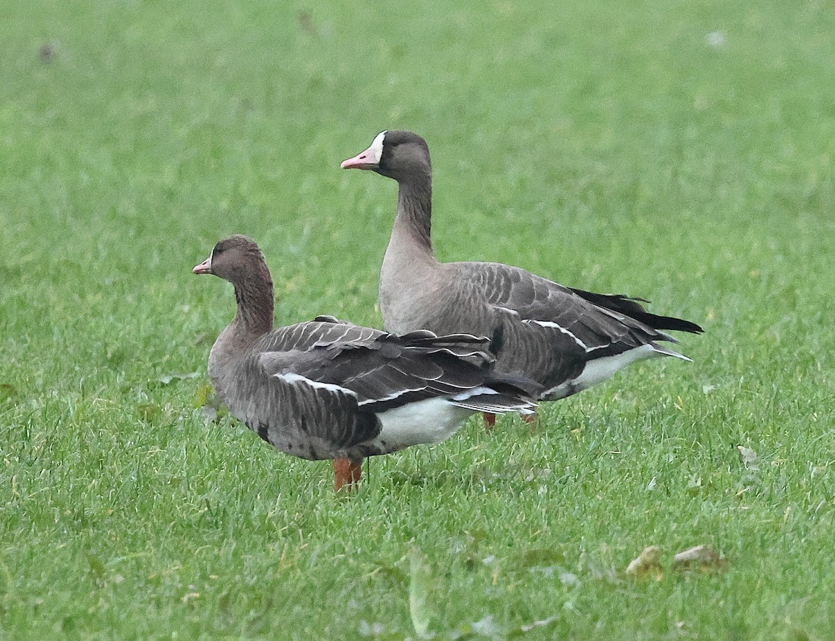 Greater White-fronted Goose - ML646237787