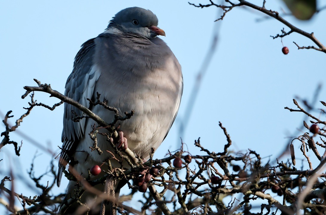 Common Wood-Pigeon - ML646237789