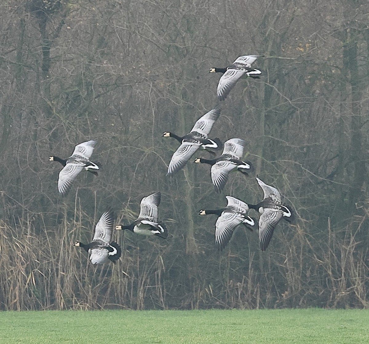 Barnacle Goose - ML646237796