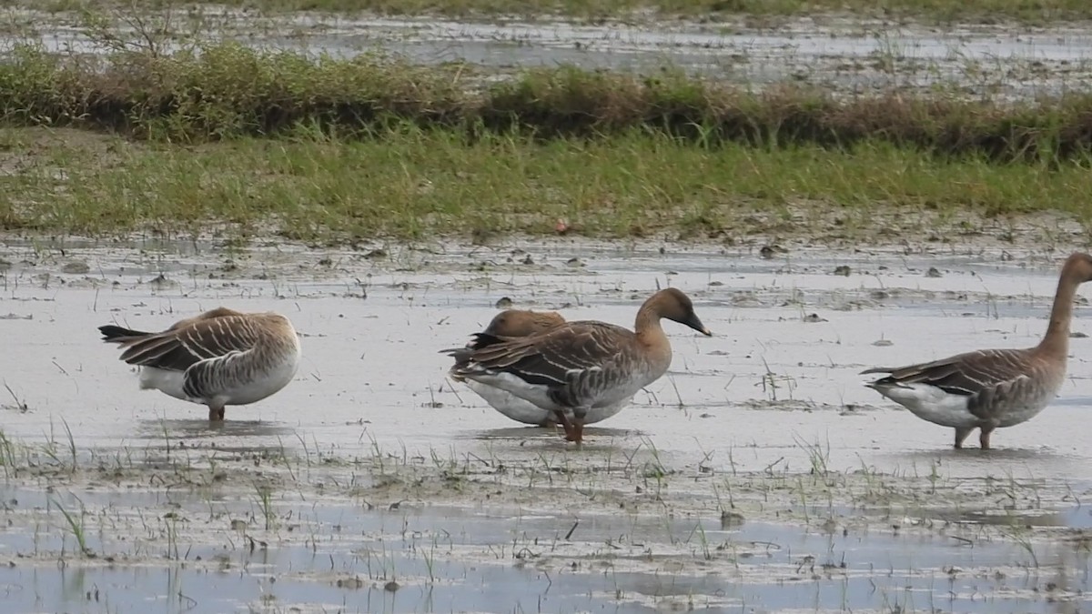Taiga Bean-Goose - ML646237798