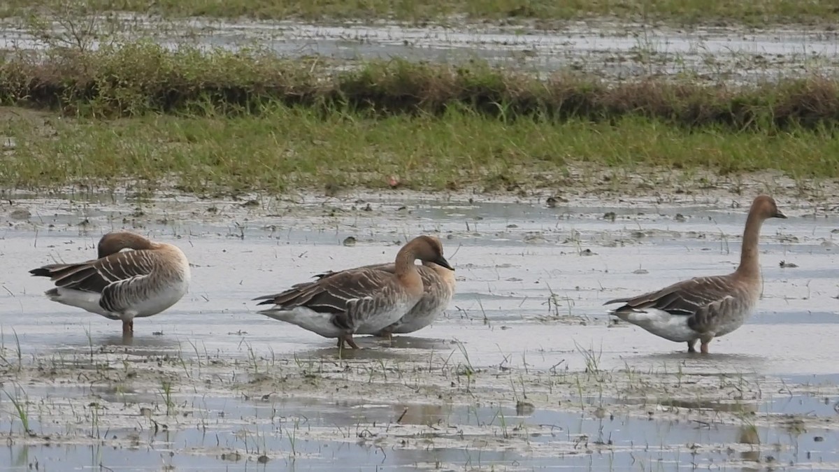 Taiga Bean-Goose - ML646237799