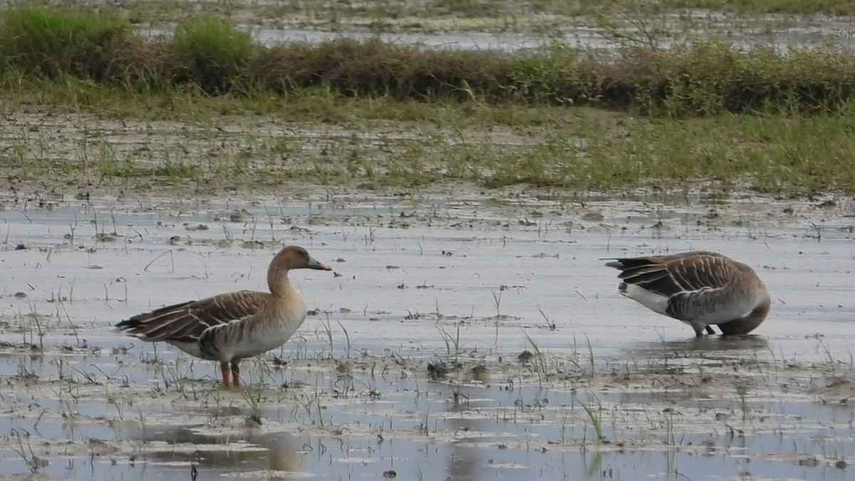 Taiga Bean-Goose - ML646237800