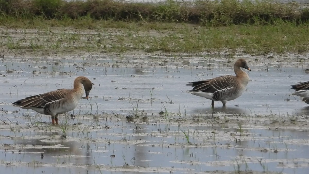 Taiga Bean-Goose - ML646237801