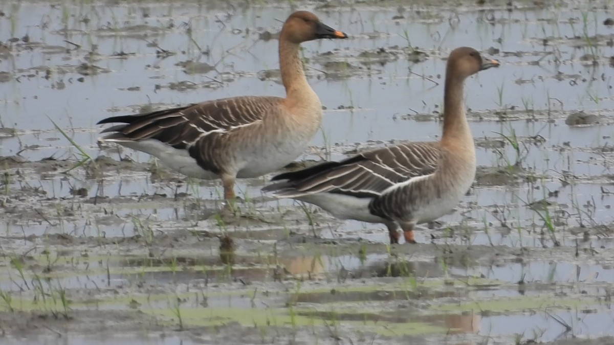 Taiga Bean-Goose - ML646237802