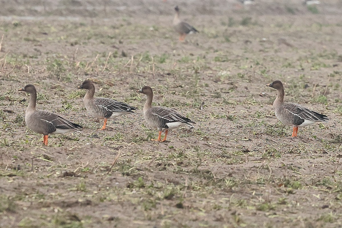 Tundra Bean-Goose - ML646237803