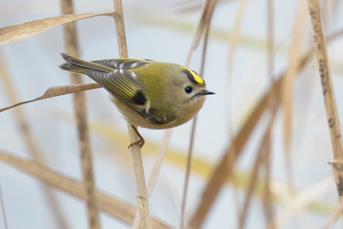 Goldcrest - ML646237810