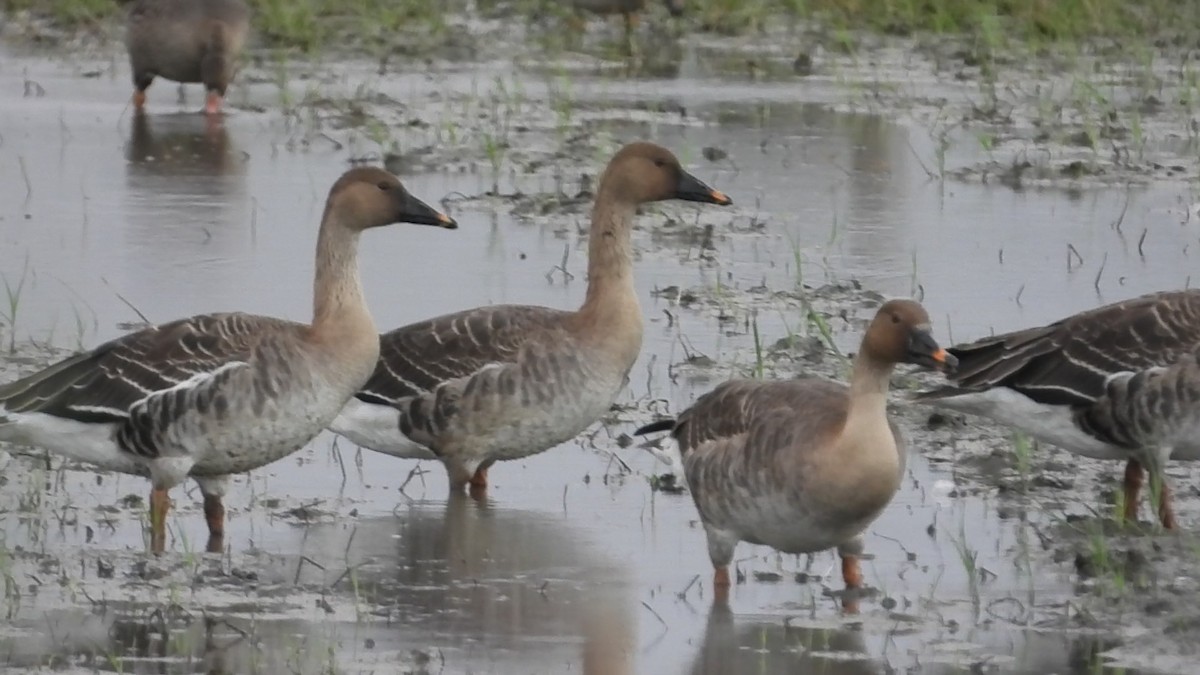 Taiga Bean-Goose - ML646237811