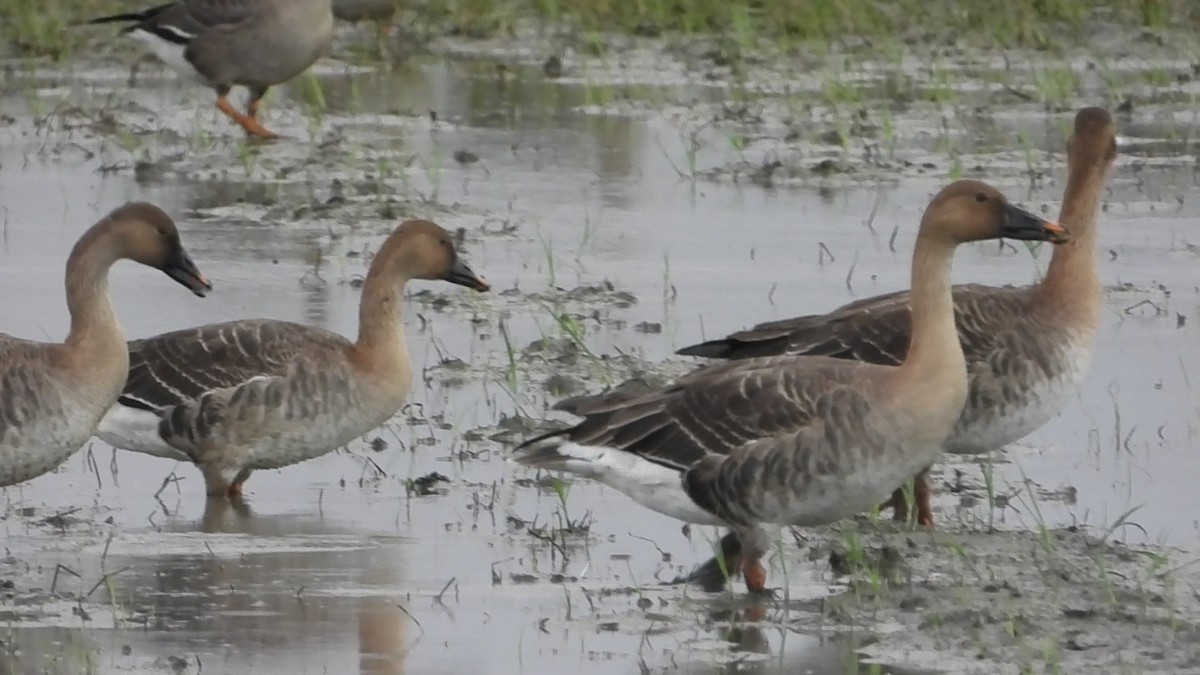 Taiga Bean-Goose - ML646237812