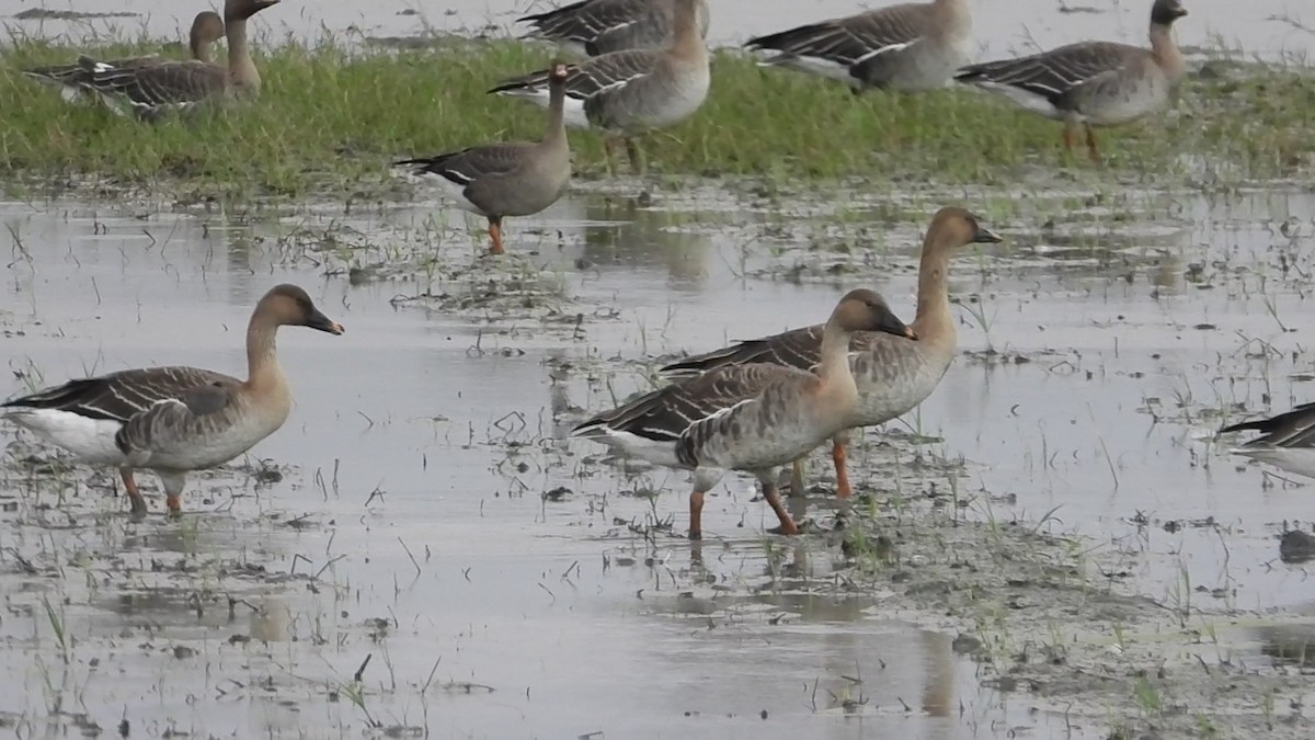 Taiga Bean-Goose - ML646237813