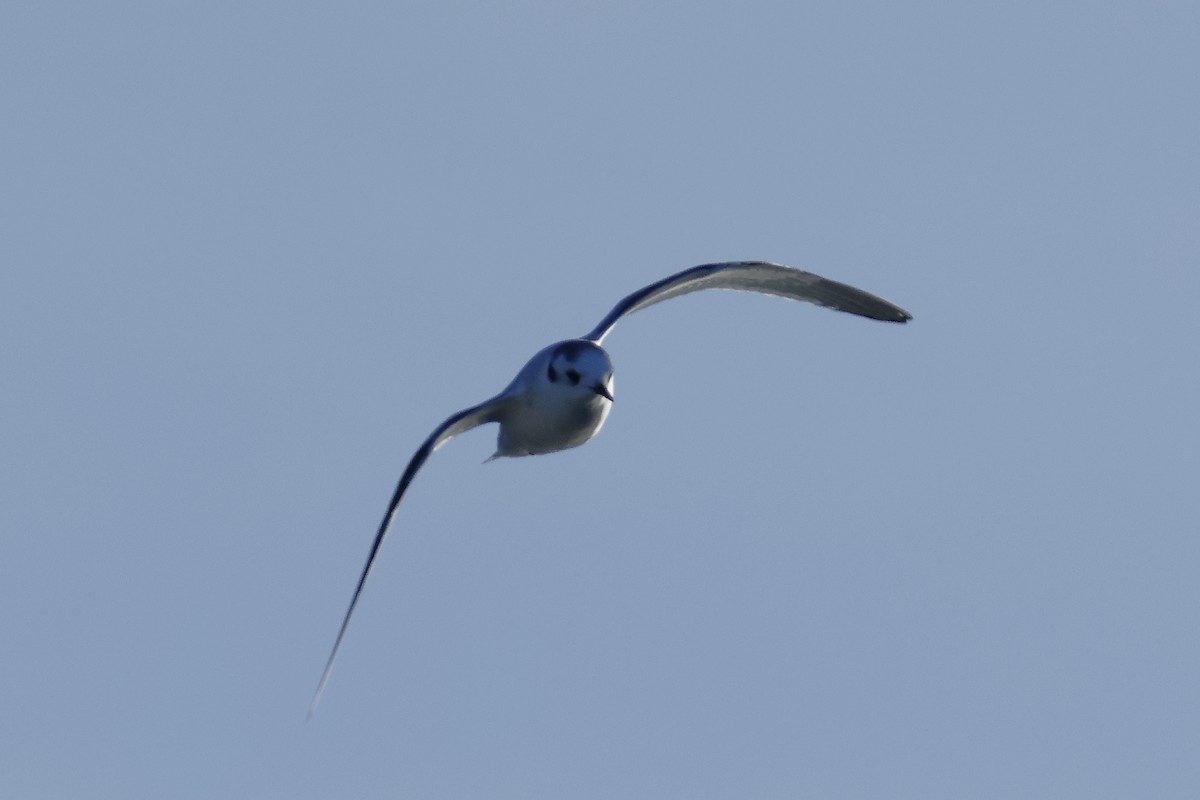 Little Gull - ML646237816