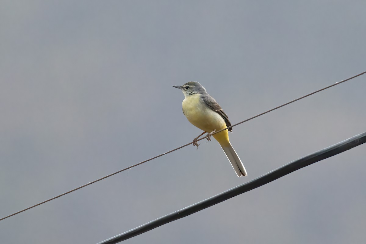 Gray Wagtail - ML646237817