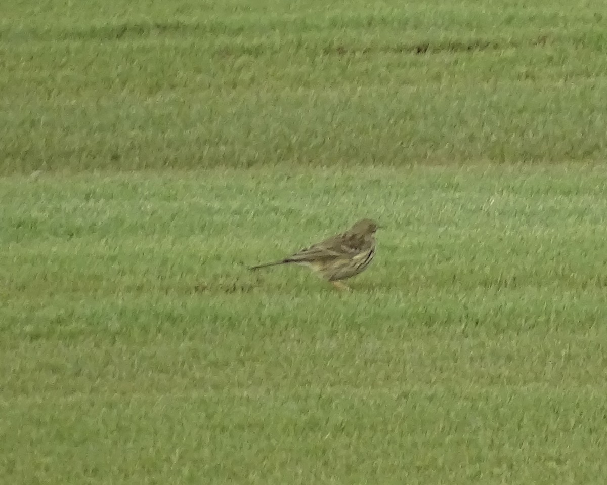 Meadow Pipit - ML646237822