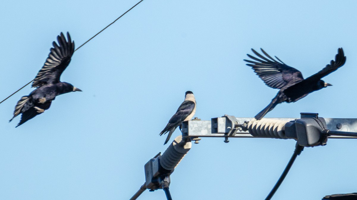 Daurian Jackdaw - ML646237824