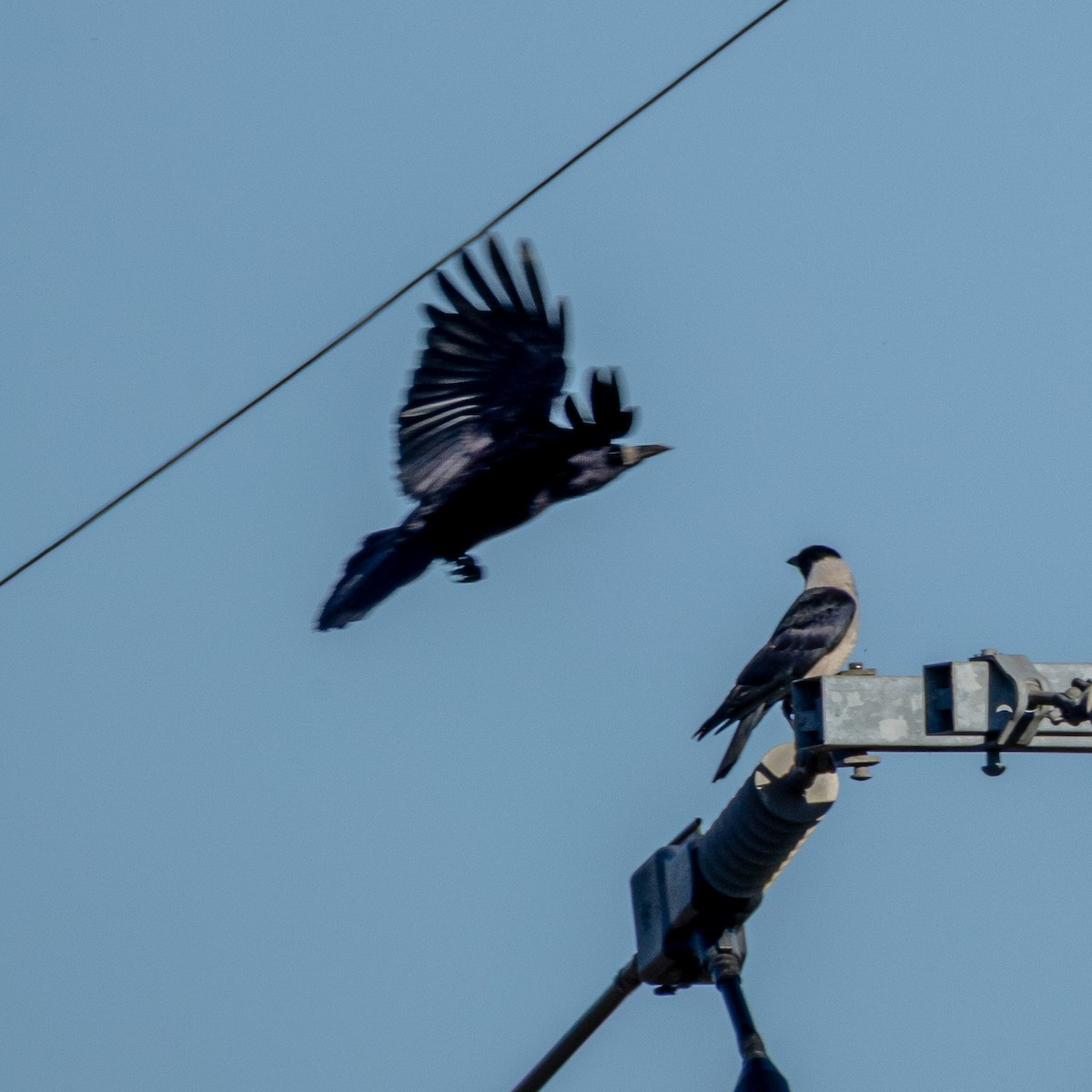 Daurian Jackdaw - ML646237826