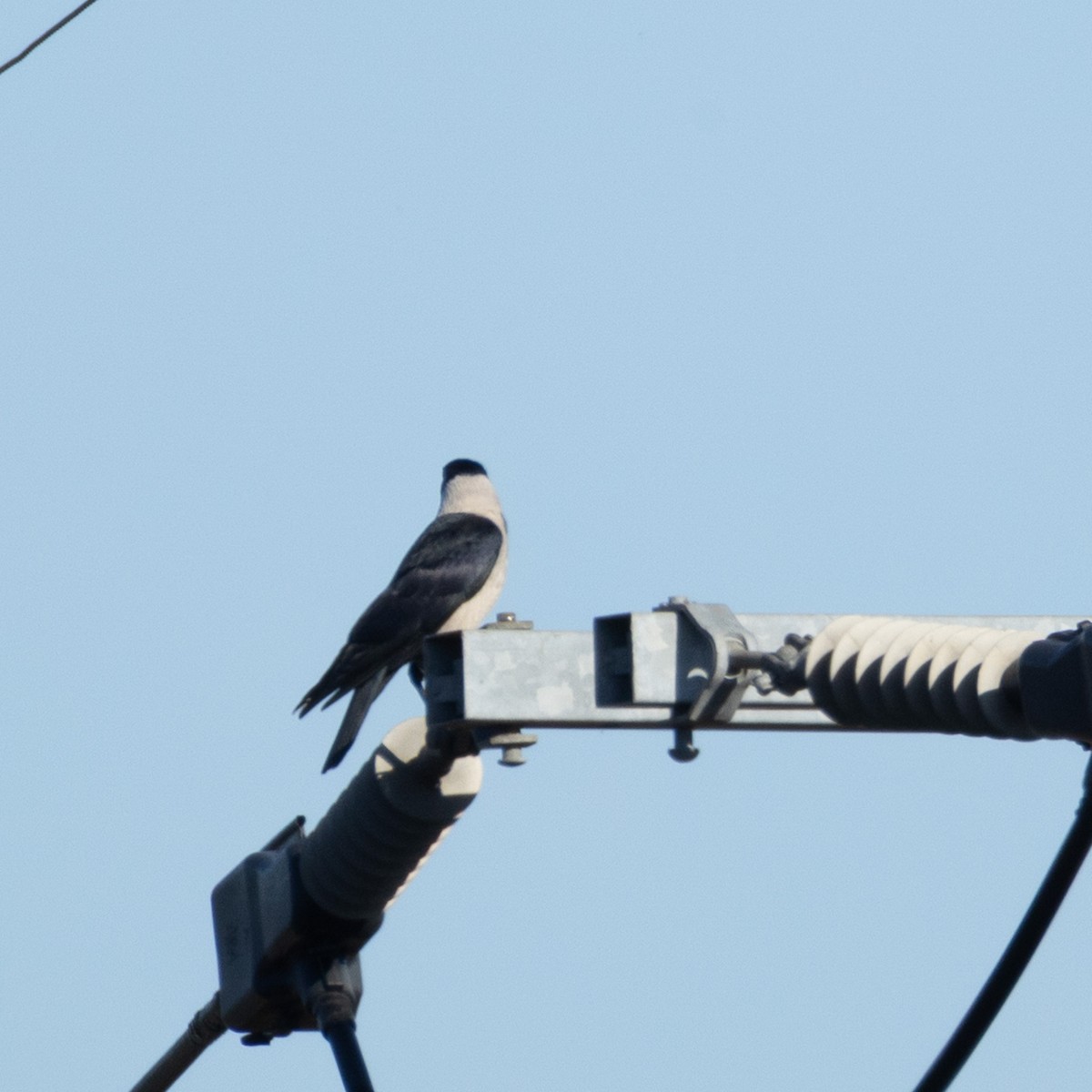 Daurian Jackdaw - ML646237827