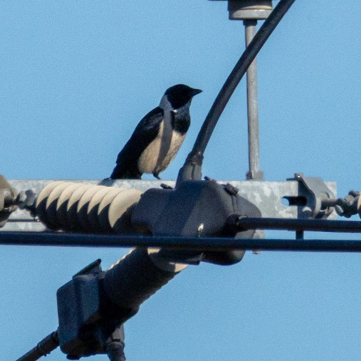 Daurian Jackdaw - ML646237828