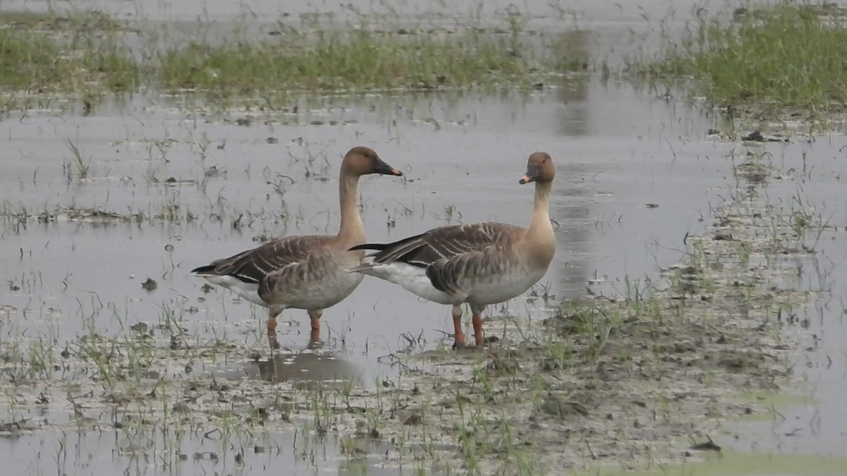 Taiga Bean-Goose - ML646237830