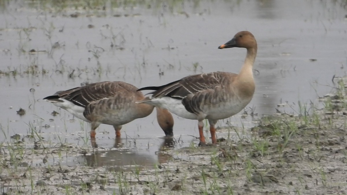 Taiga Bean-Goose - ML646237831