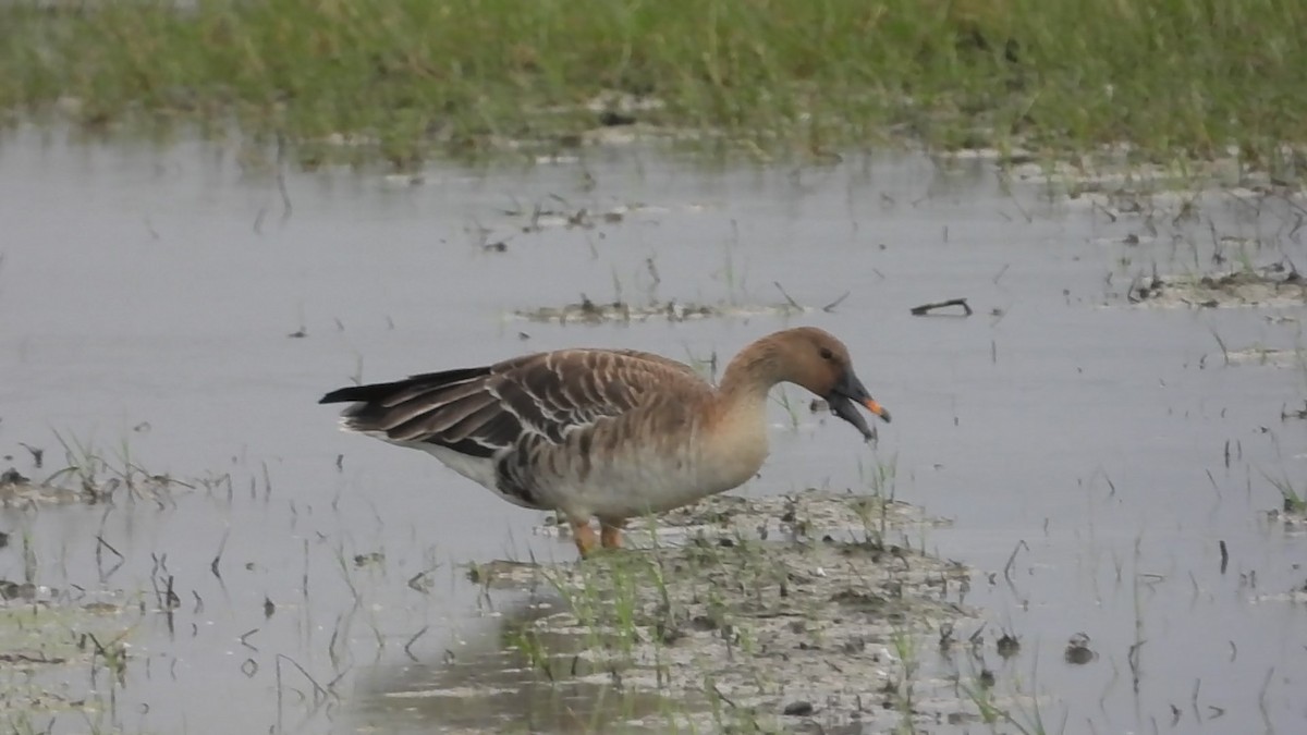 Taiga Bean-Goose - ML646237832