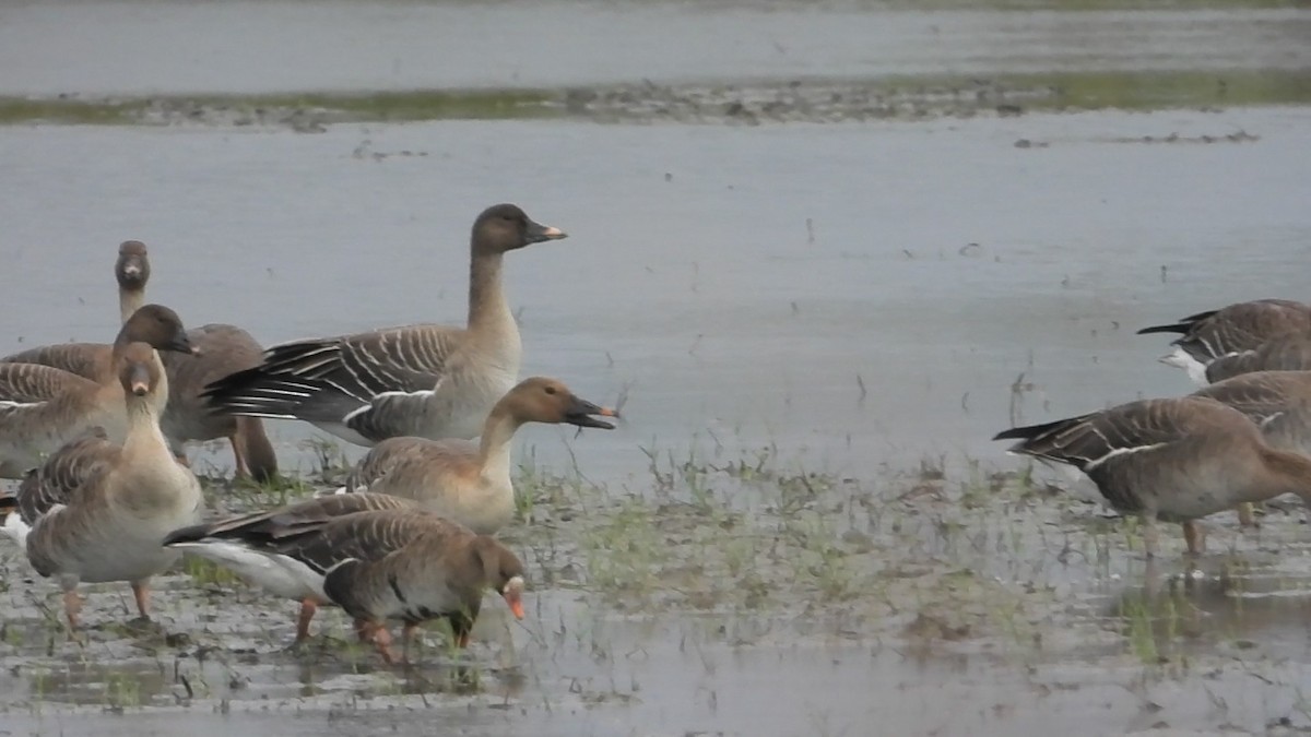 Taiga Bean-Goose - ML646237833