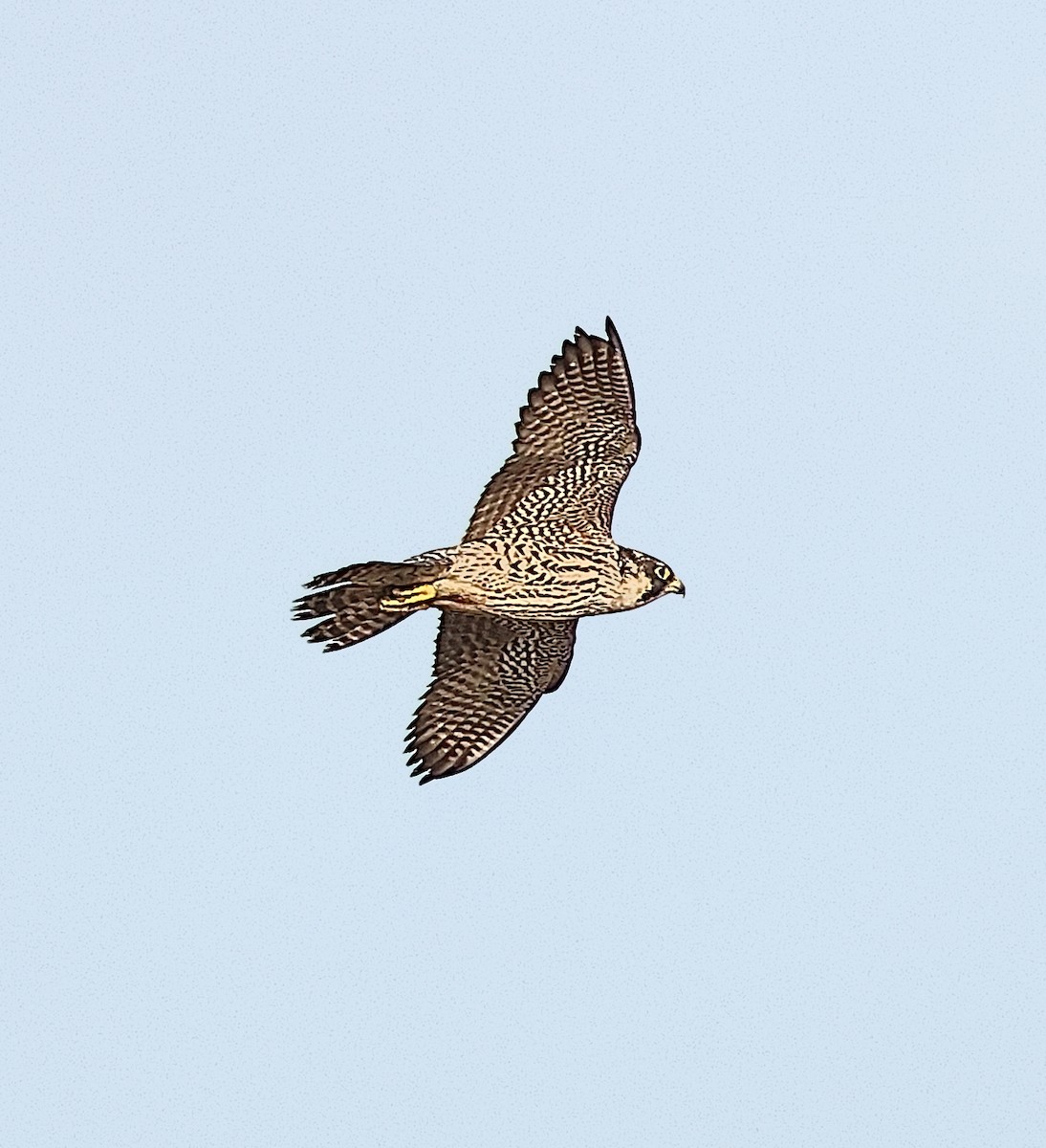 Peregrine Falcon - ML646237834