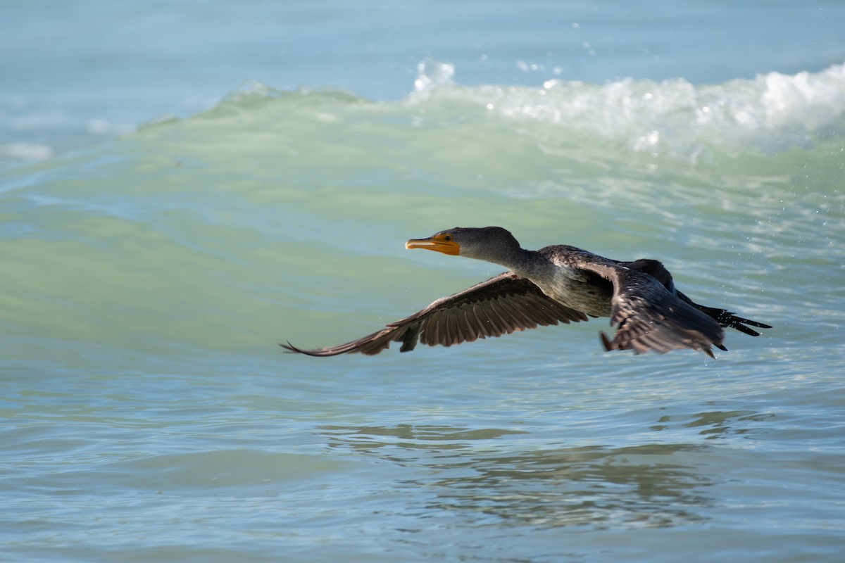 Double-crested Cormorant - ML646237840