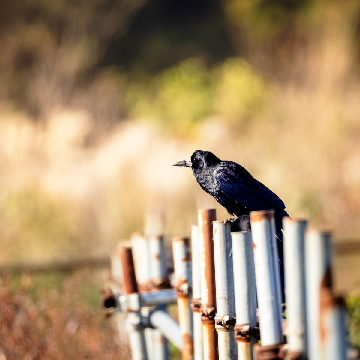 Ekin Kargası - ML646237847