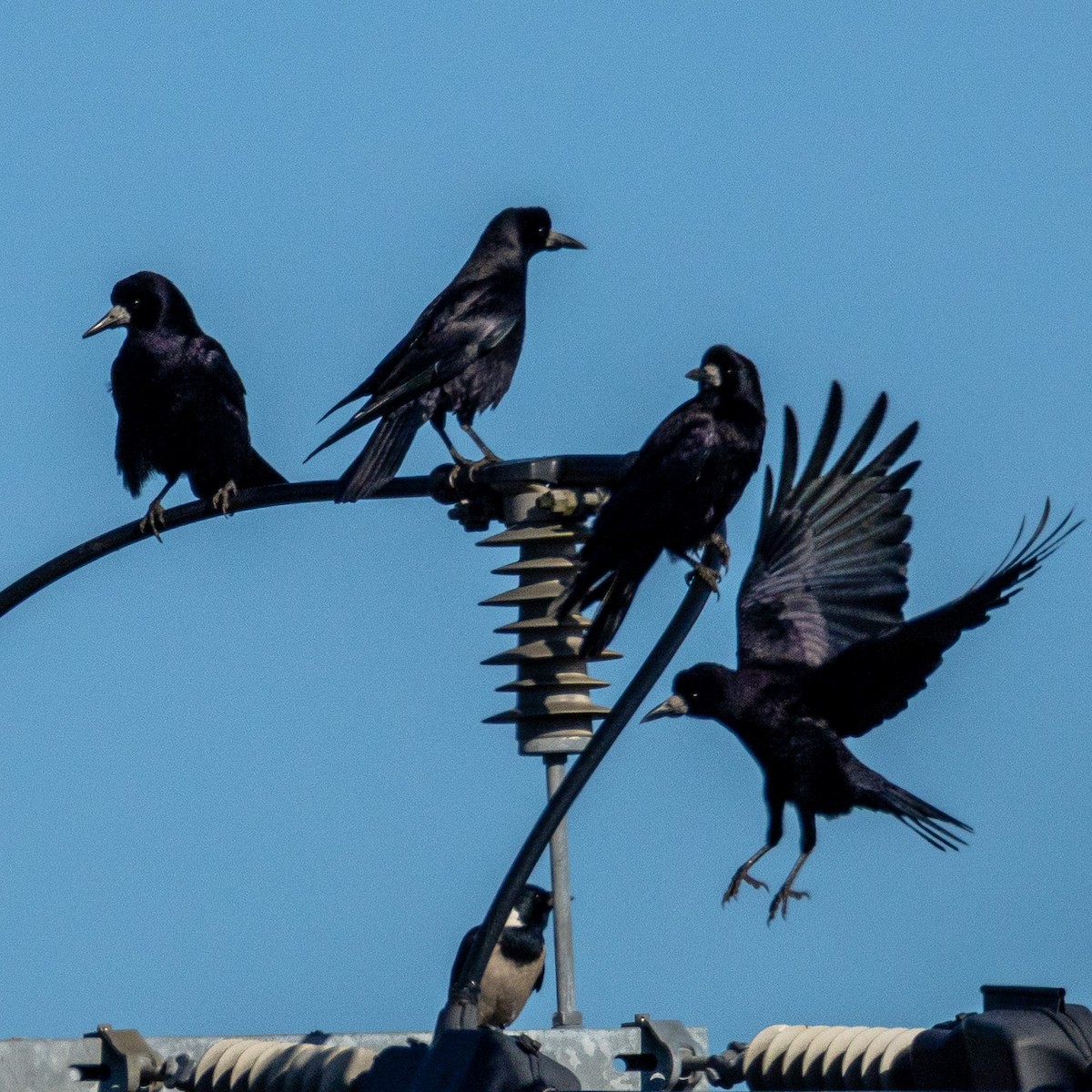 Ekin Kargası - ML646237849