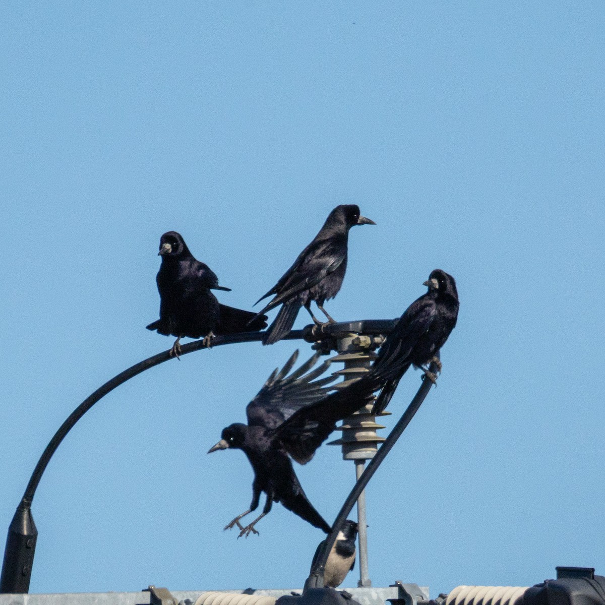 Ekin Kargası - ML646237850