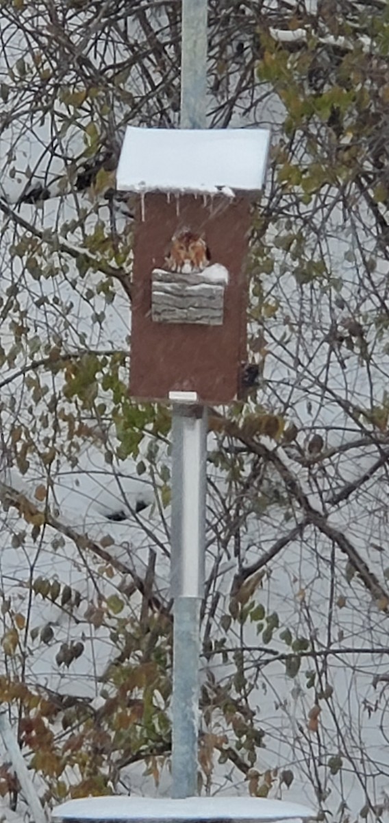 Eastern Screech-Owl - ML646237853