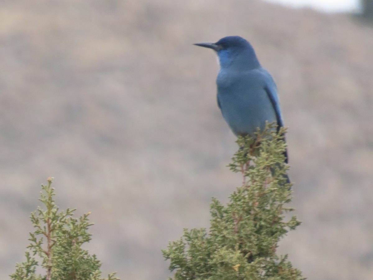 Pinyon Jay - ML646237859