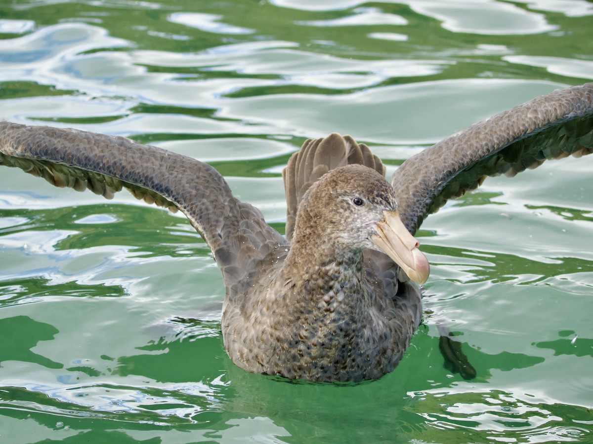 Northern Giant-Petrel - ML646237862