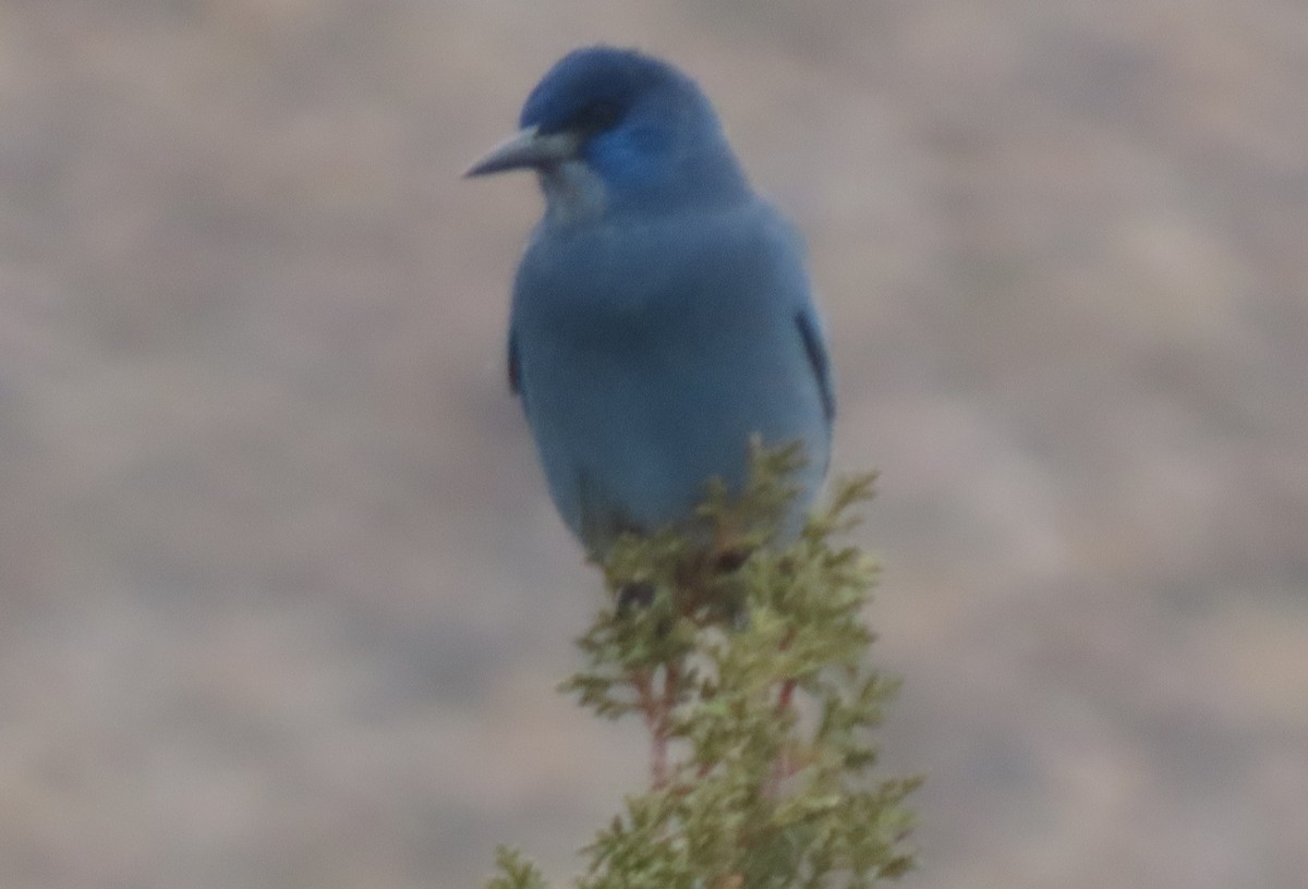 Pinyon Jay - ML646237863