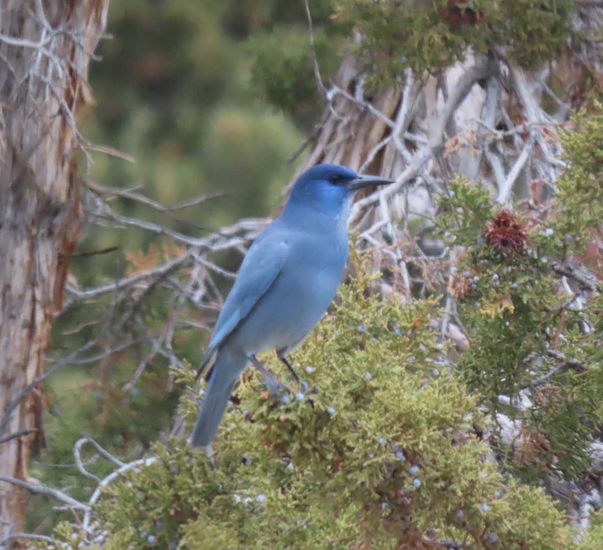 Pinyon Jay - ML646237864